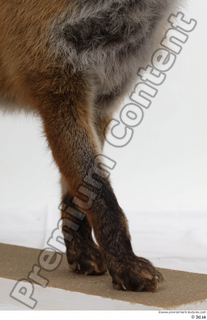 Red fox leg 0008.jpg